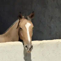 کره اسب نریان