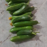 خیار شوری تازه