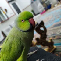طوطی ملنگو
