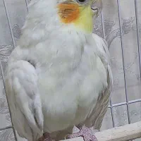 عروس هلندی اهلی