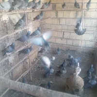 کفتر نوک گنده|پرنده|قم, آذر (نکویی)|دیوار