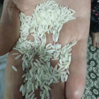 برنج هاشمی درجه یک|خوردنی و آشامیدنی|رشت, سلیمانداراب|دیوار