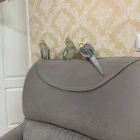 عروس هلندی ۳ عدد