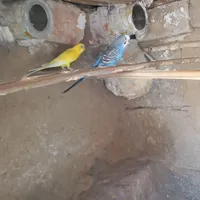 مرغ عشق