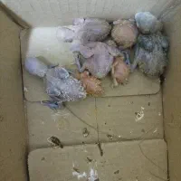 جوجه سرلاکی طوطی برزیلی فیشر