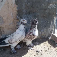 کبوتر ویترینی
