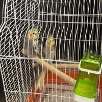 عروس هلندی|پرنده|شاهین‌شهر, عطار|دیوار