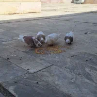۷عدد به همراه ۳تا جوجه  کبوتر فروشی