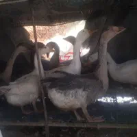 غاز محلی و آفریقایی