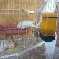 جوجه عروس هلندی|پرنده|چناران, |دیوار