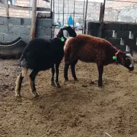 توقلی ۱۰ ماه|حیوانات مزرعه|سنگدوین, |دیوار