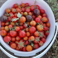 گوجه گیلاسی