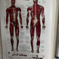 آموزش بادکش گرم و ماساژ زیر نظر مربیان حرفه ای