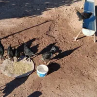 جوجه مرغ و خروس دانه ای ۲۰۰ و ۳۰۰|حیوانات مزرعه|حمیل, |دیوار