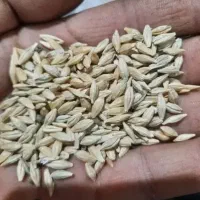 جو محلی چاق برای استفاده دام