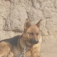 سگ ژ|سگ|کوهپایه, |دیوار