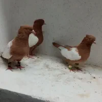 کبوتر