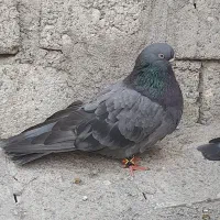 کبوتر نوک قناری