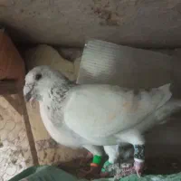 ساراغون نروماده|پرنده|مشهد, رده|دیوار