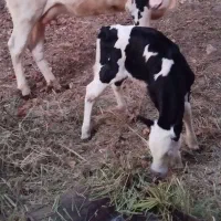 گوساله سمینتال. دزدیده شده