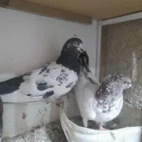 دومیلیون دویست