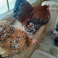 تخم نطفه دار کوشین رد متلد