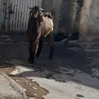 ۲راس بزغاله نر