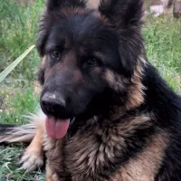 سگ ژرمن شپرد