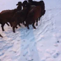 9عدد بره ۴ عدد نر ۵ عدد ماده