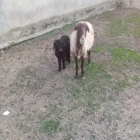 گوسفند بره دار