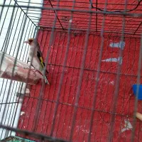 سقا قناری|پرنده|کرمان, |دیوار