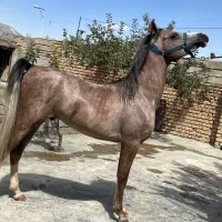 ااسب یه سر نریان