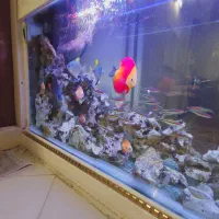 سنگ اکواریوم معاوضه