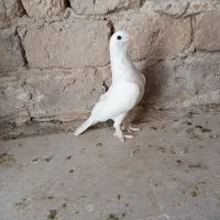 کبوتر