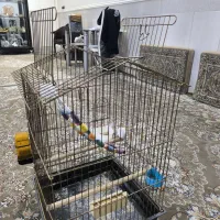 قفس بزرگ با تمام لوازم|پرنده|قم, آزادگان|دیوار