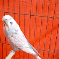 مرغ عشق انگلیسی|پرنده|شاهینشهر, خبرنگار|دیوار