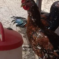 خروس گردن لخت