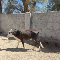 گوساله ماده
