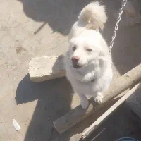 سگ پاپی اشپیتز|سگ|پیر بکران, |دیوار