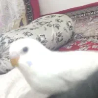 جوجه مرغ عشق گمشده