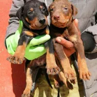 سگ محافظ همه چی تموم دوبرمن نگهبان شجاع|سگ|تهران, دربند|دیوار