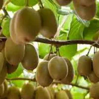 کیوی حدود ۳۰ تن