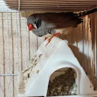 فنچ لوپ سیاه