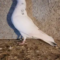 کفتر گرفتنی پرشی