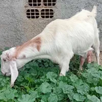 بز پاکستانی|حیوانات مزرعه|سیمین شهر, |دیوار