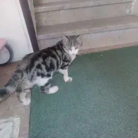 گربه|گربه|همدان, |دیوار