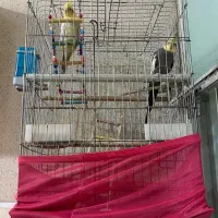 فروش عروس هلندی