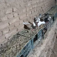 کبوتر‌طوقی|پرنده|کبودرآهنگ, |دیوار