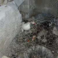 غاز نر وماده