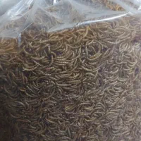 میلورم خشک شده